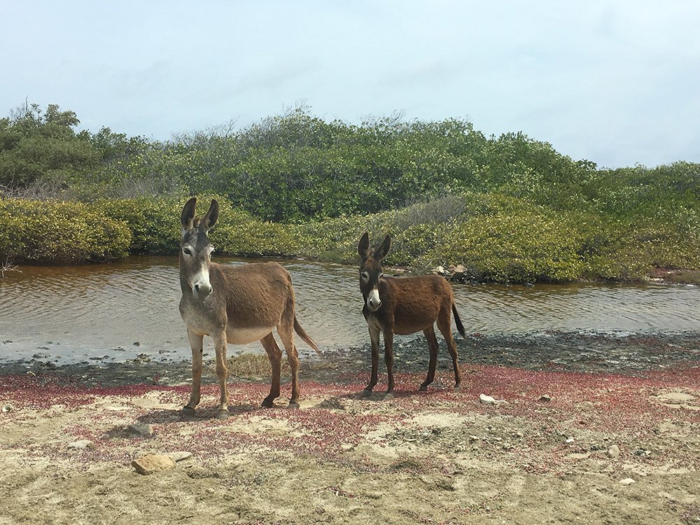 12-asinelli donkey sanctuary viaggio aruba boca antille bambini