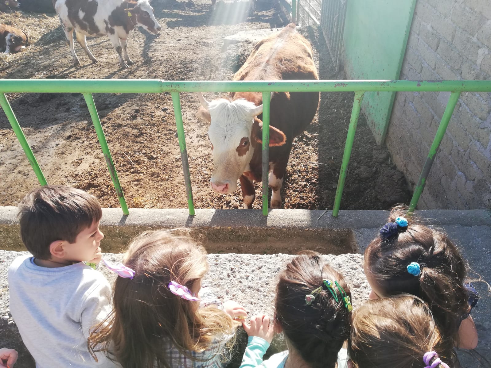 fattoria di pacifico didattica famiglia agriturismo ristorante animali roma 5