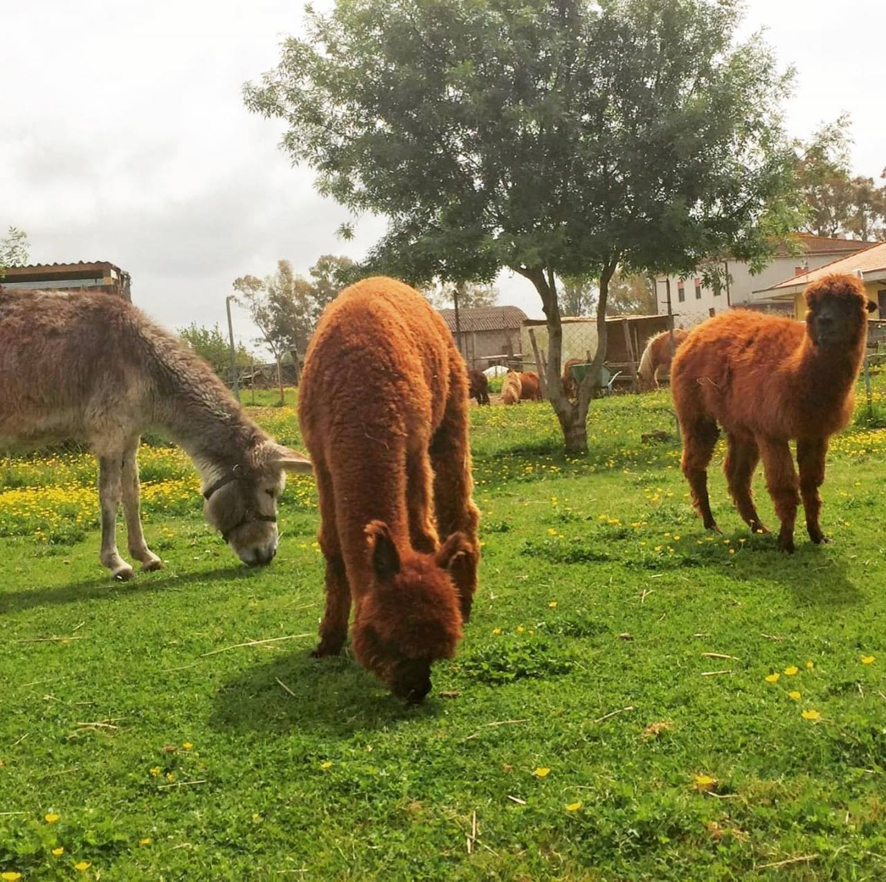 fattoria didattica bambini lazio latina allevamento alpaca