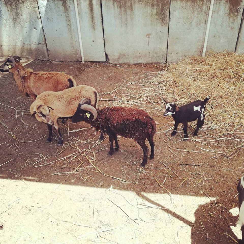 fattoria didattica roma il giardino di filly