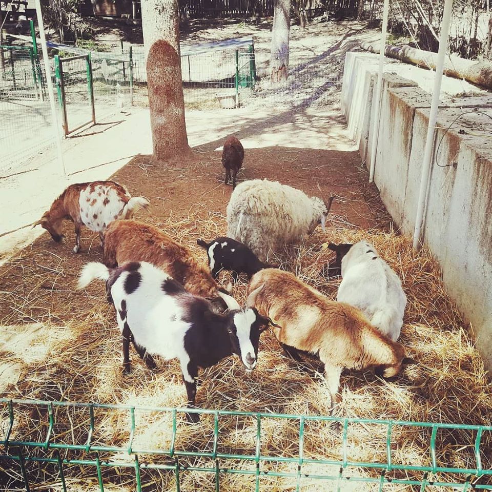 il giardino di filly ranch pony fattoria didattica roma